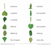 Leaf Shapes (Botany Cabinet) Book