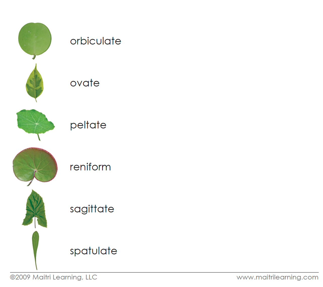 Leaf Shapes (Botany Cabinet) 3-Part Reading