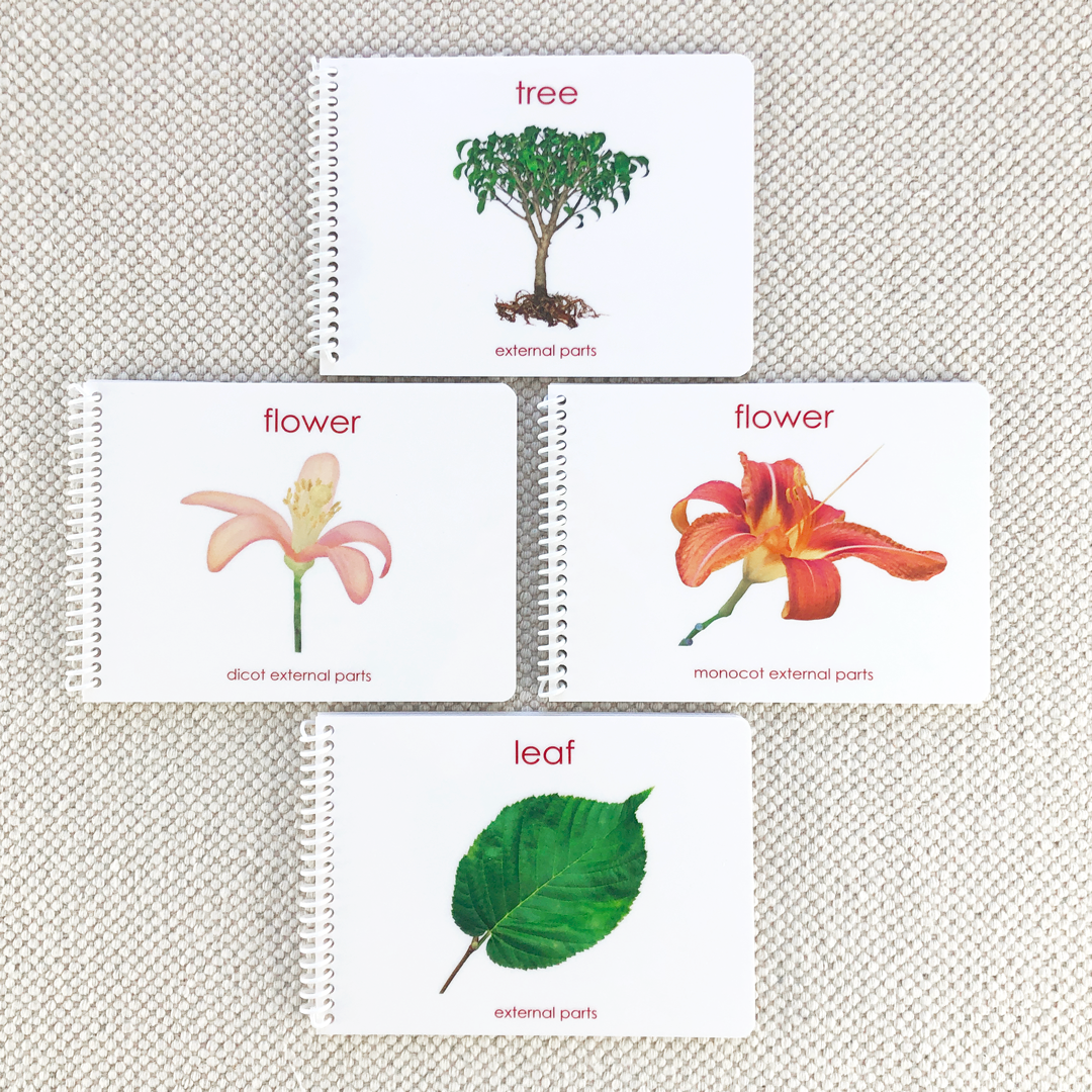 Botany "Parts of" Book Bundle