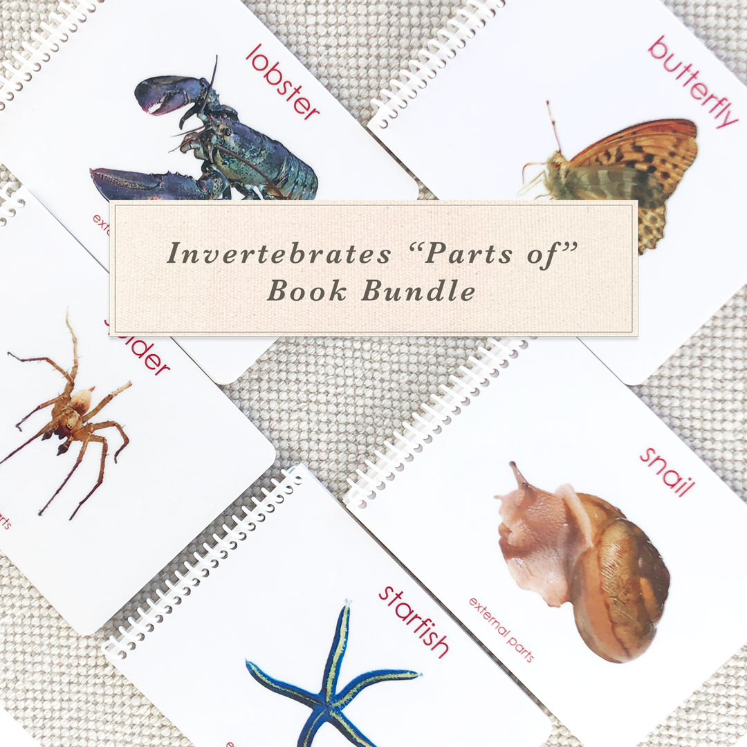 Invertebrates "Parts of" Book Bundle