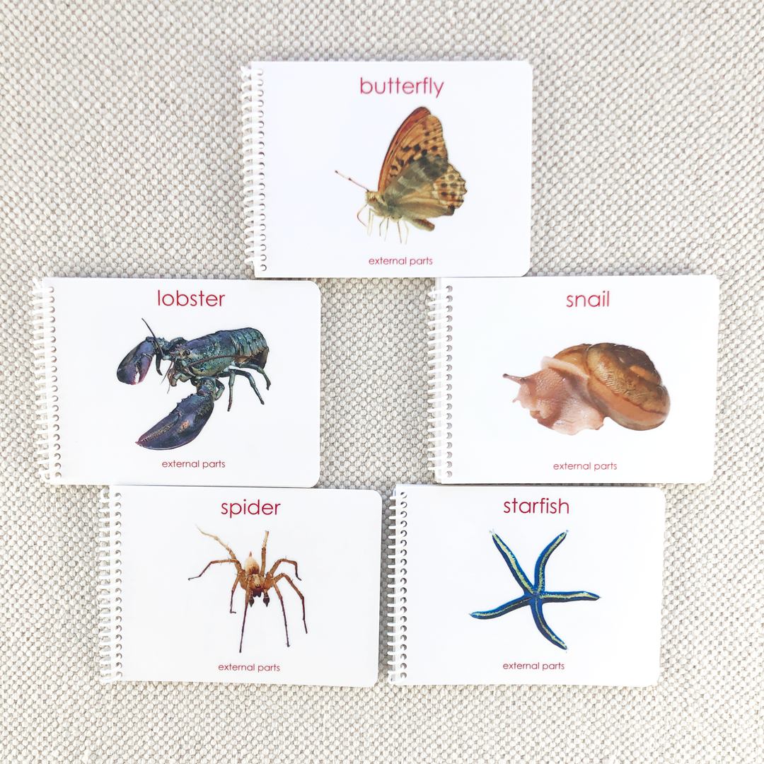 Invertebrates "Parts of" Book Bundle