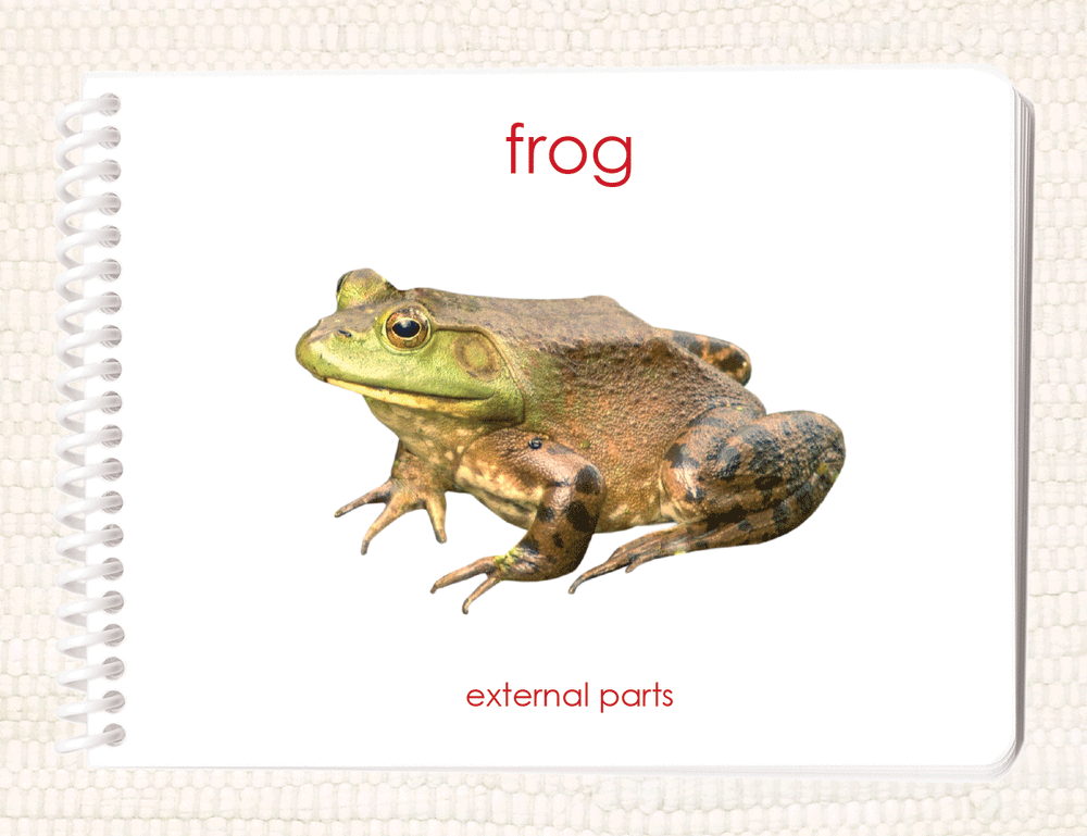 Imperfect Parts of the Frog Book