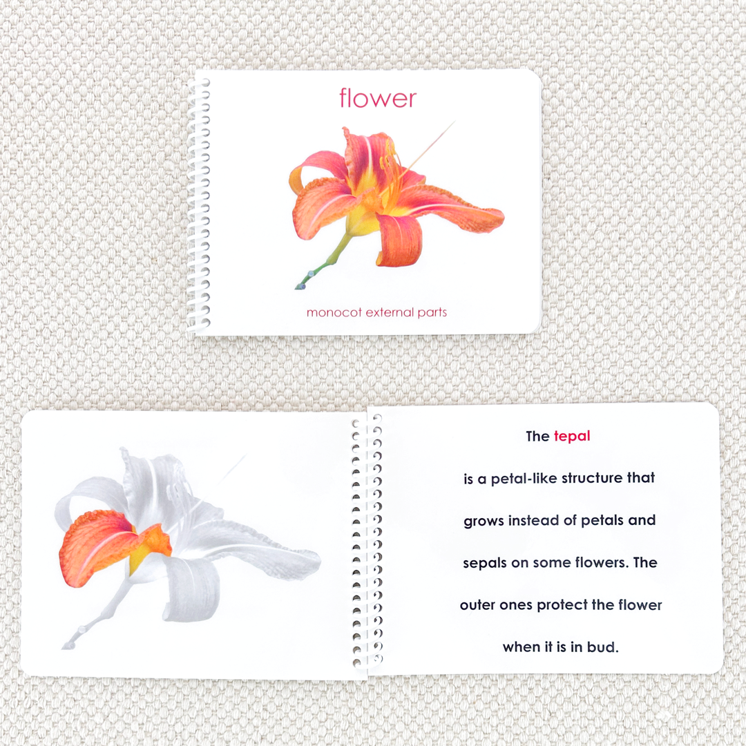 Botany "Parts of" Book Bundle