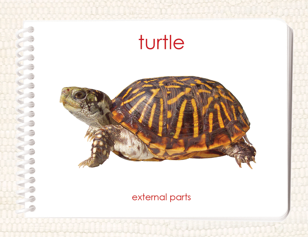 Imperfect Parts of the Turtle Book