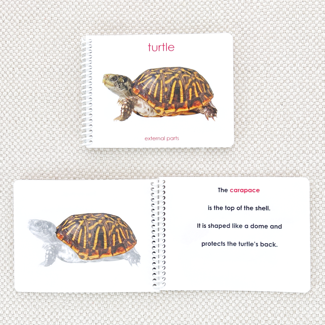 Parts of the Turtle Book