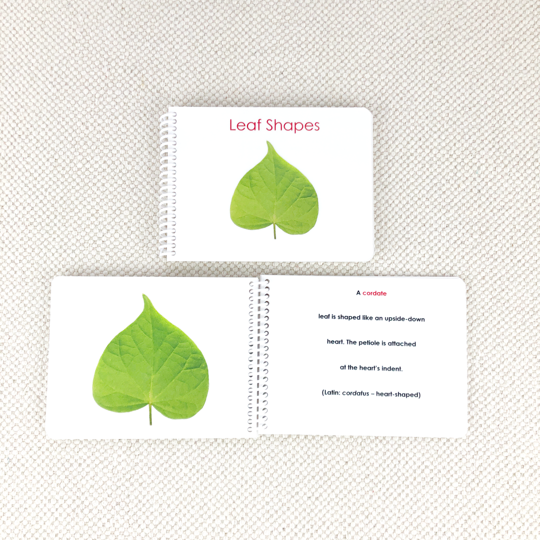 Leaf Shapes (Botany Cabinet) Book