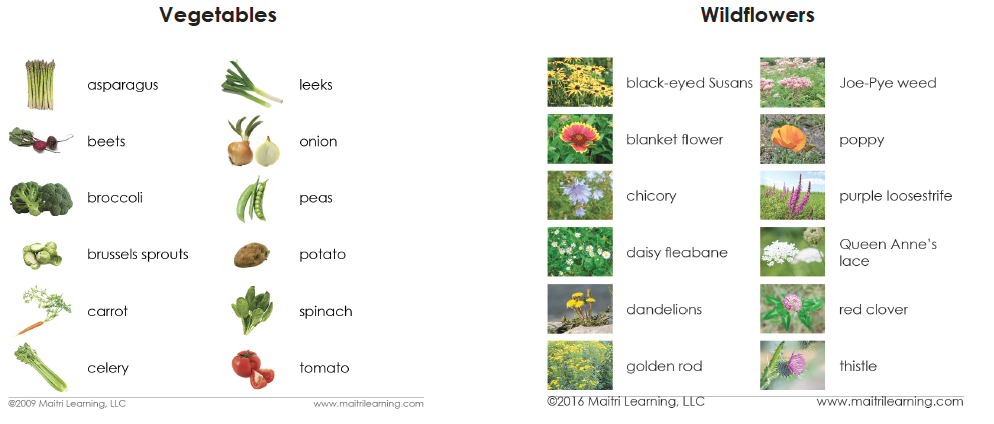 Basic Vocabulary Card Set/26