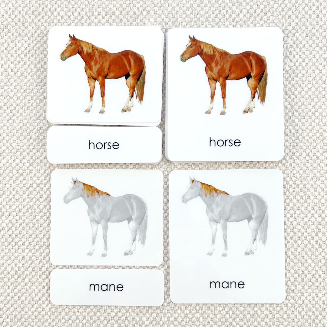 Parts of the Horse 3-Part Reading