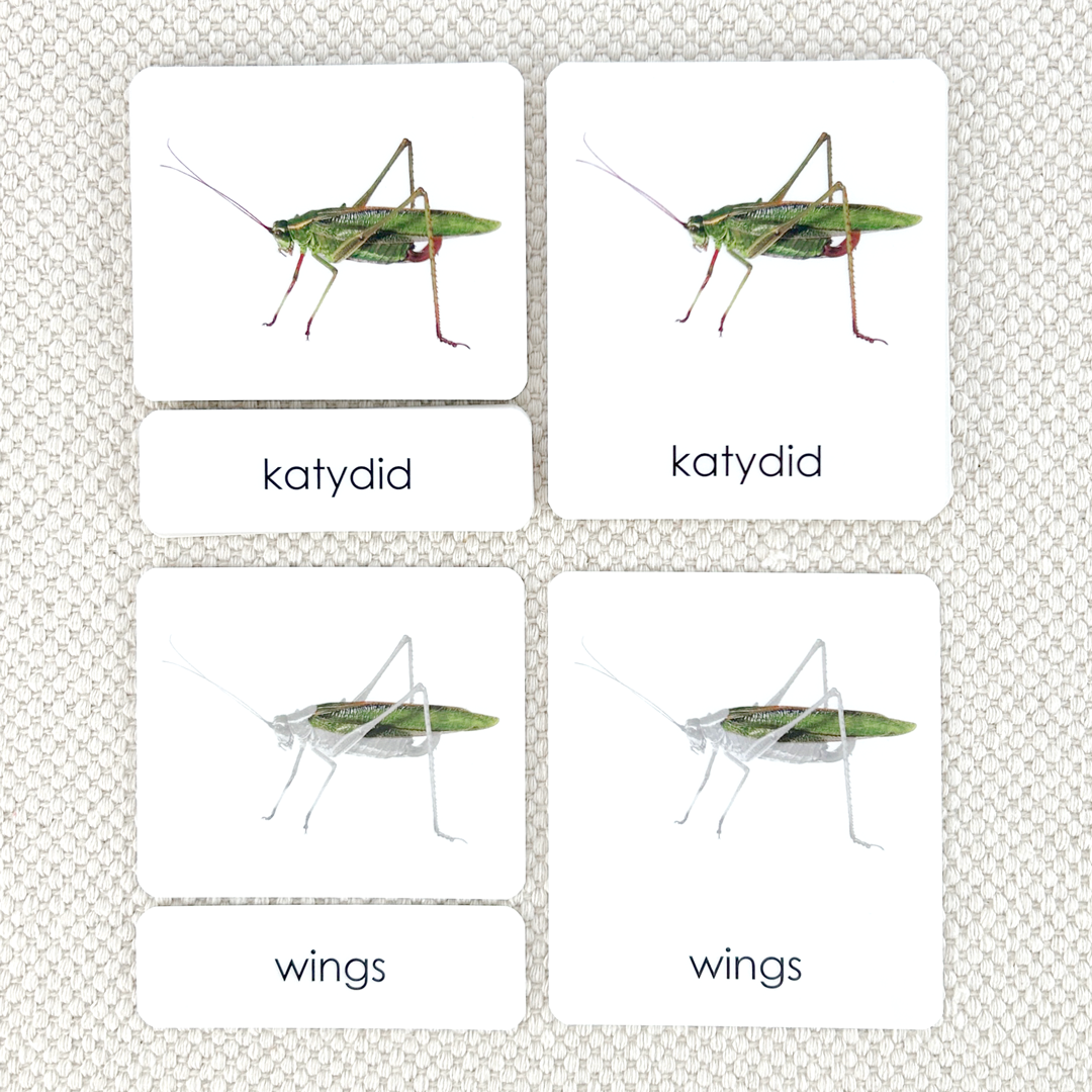 Parts of the Katydid 3-Part Reading