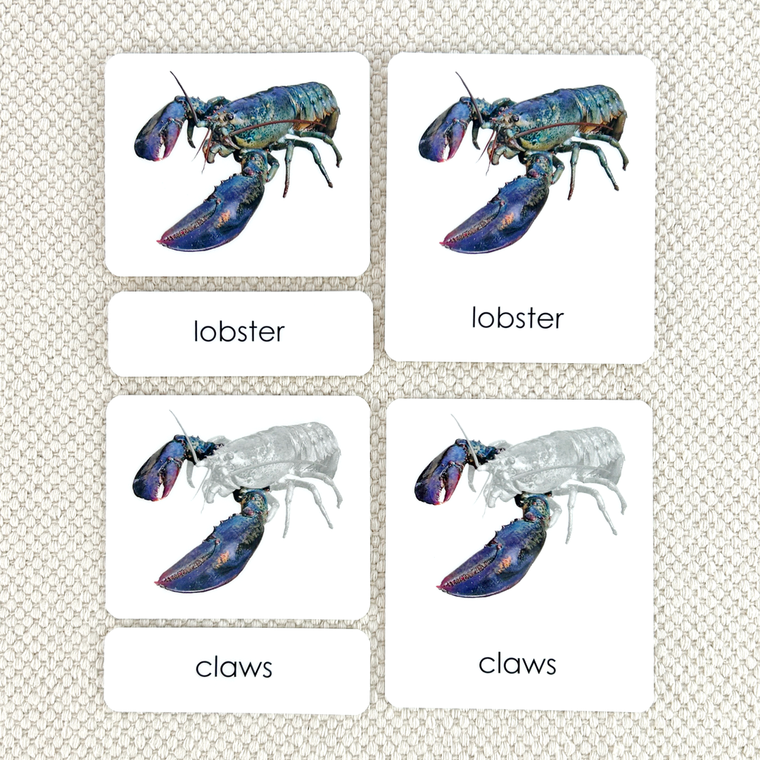 Parts of the Lobster 3-Part Reading