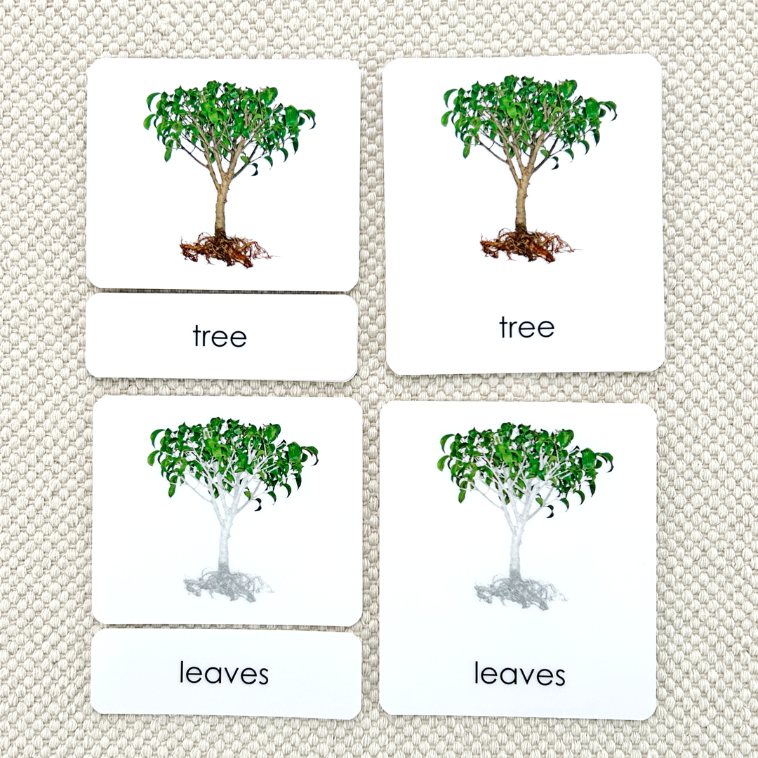 Botany "Parts of" 3-Part Set