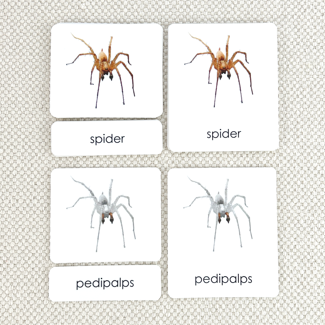 Invertebrates "Parts of" 3-Part Set