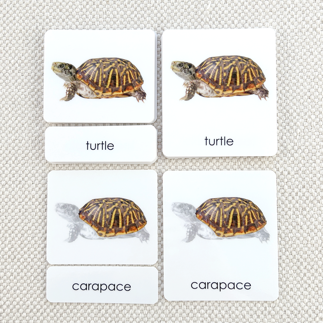 Parts of the Turtle 3-Part Reading