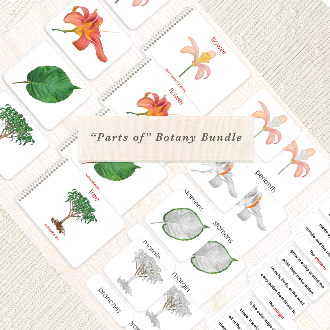 "Parts of" Botany Bundle