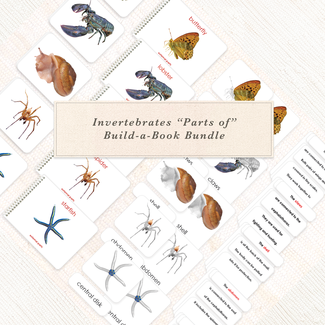 Invertebrates "Parts of" Book & Card Bundle