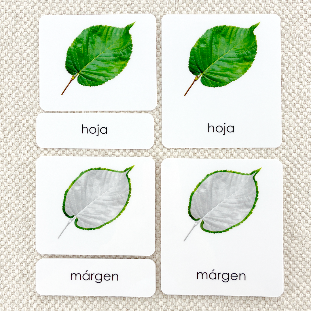 Spanish Parts of the Leaf 3-Part Cards