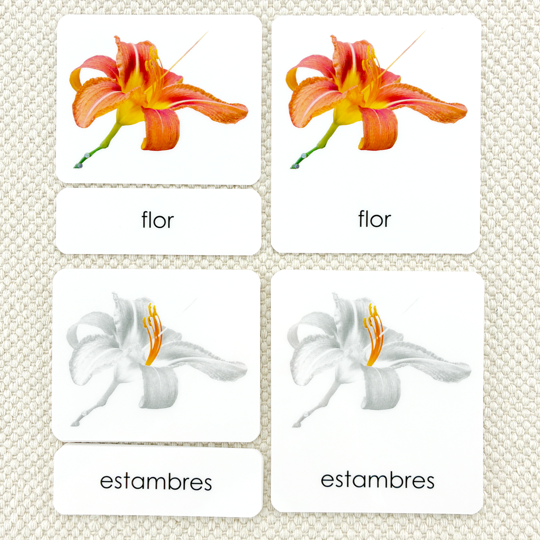 Spanish Parts of the Flower (Monocot) 3-Part Cards