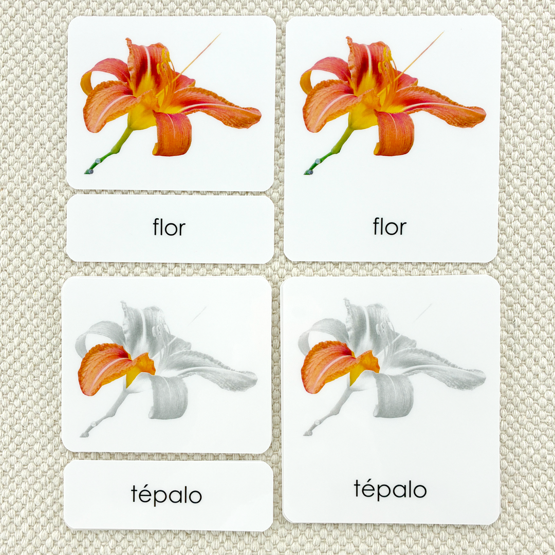 Spanish Parts of the Flower (Monocot) 3-Part Cards
