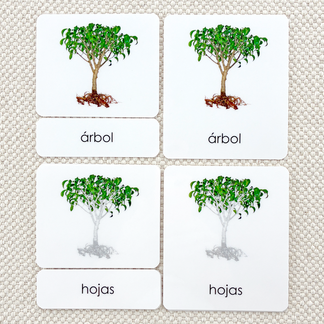 Spanish Parts of the Tree 3-Part Cards