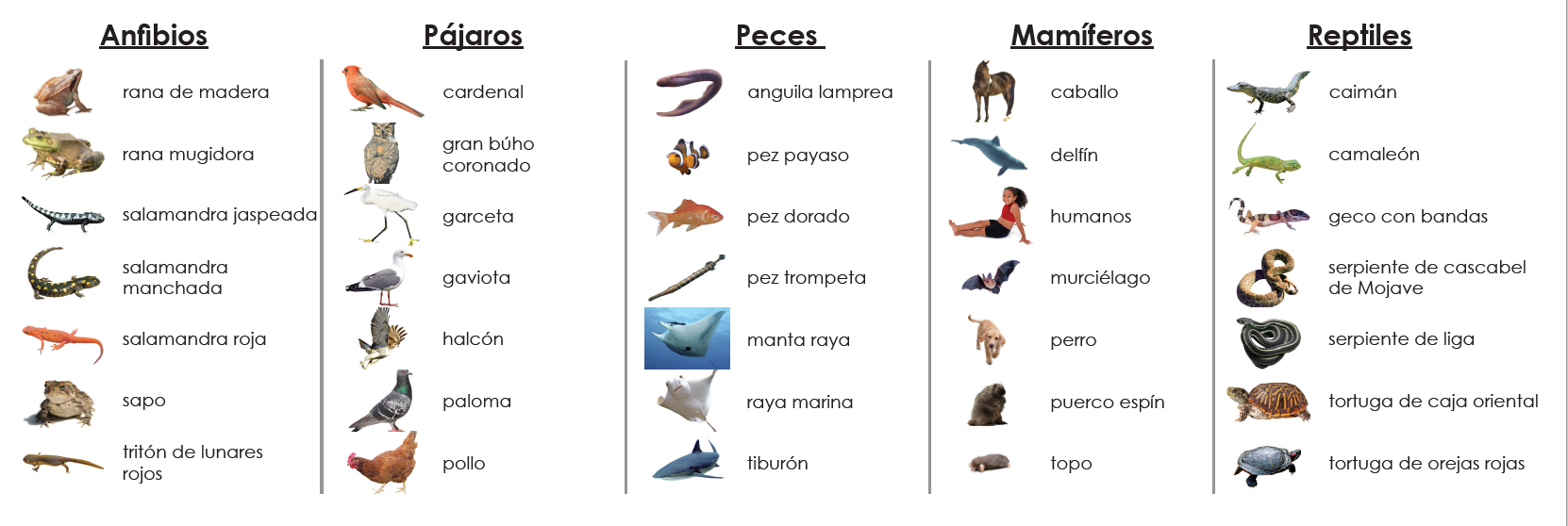 Imperfect Vertebrate Classes Sorting - Maitri Learning