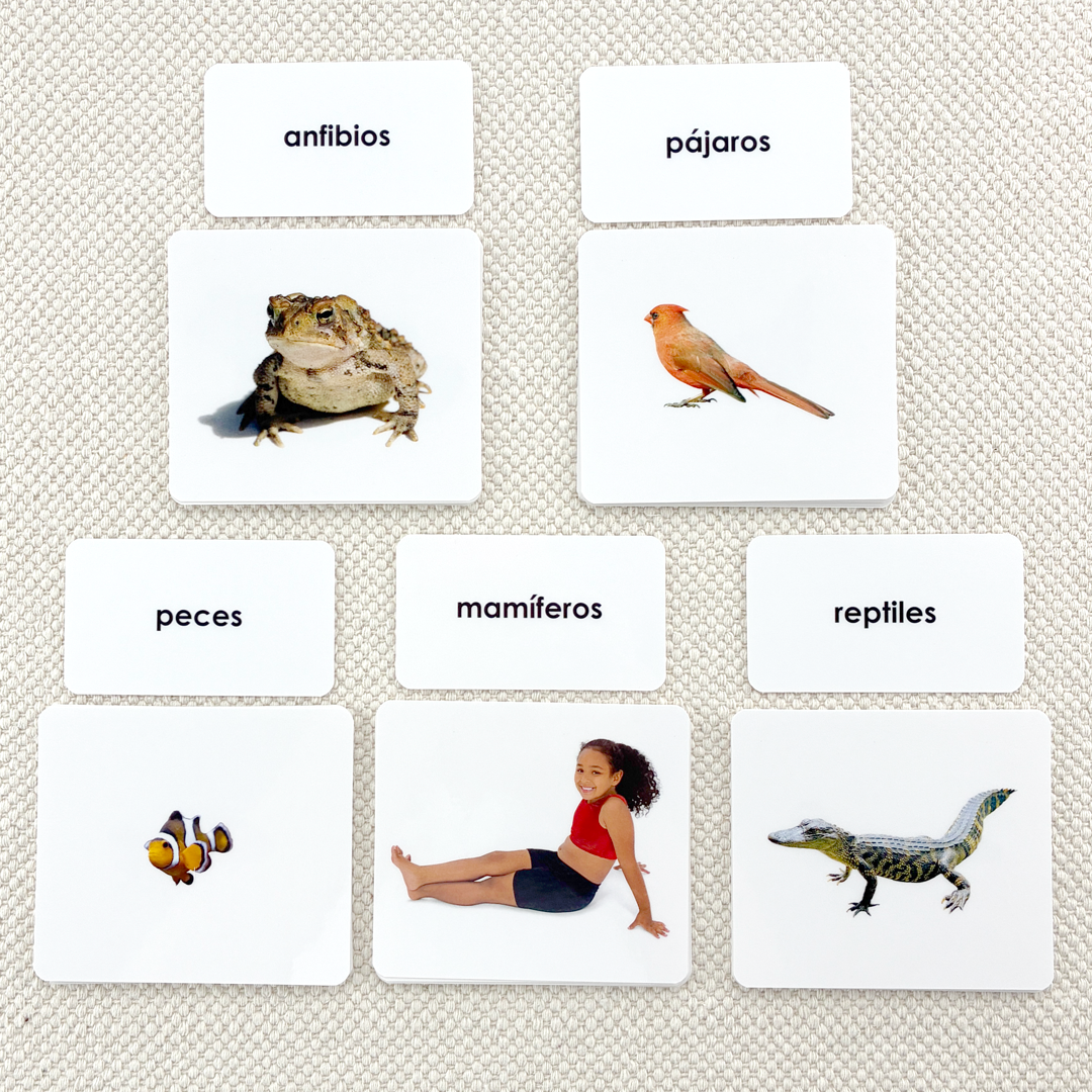 Spanish Vertebrate Classes Sorting