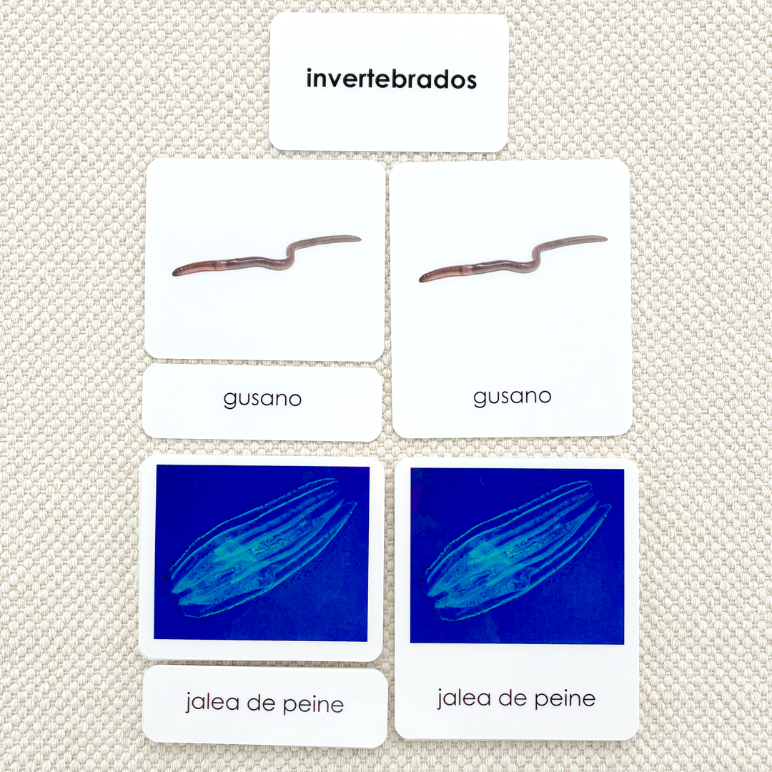 Spanish Invertebrates 3-Part Cards