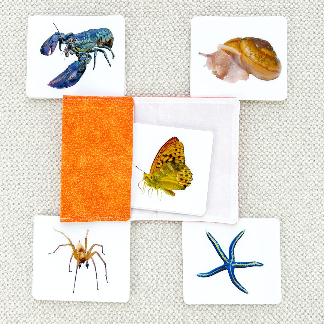 Invertebrates Parts of Vocabulary Card Set