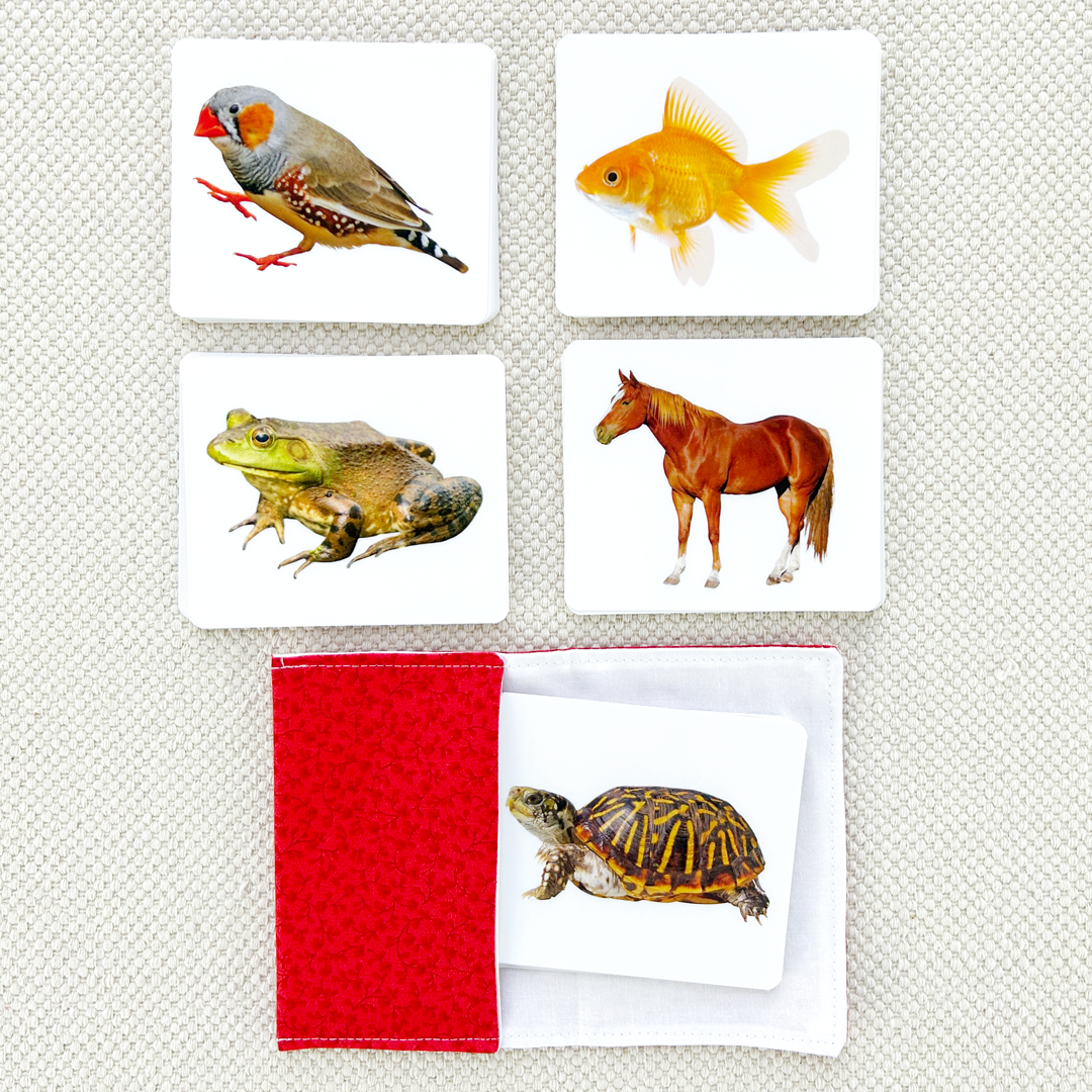 Vertebrates Parts of Vocabulary Card Set