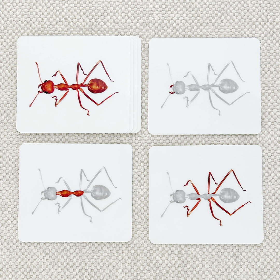 Imperfect Parts of the Ant Vocabulary - Maitri Learning