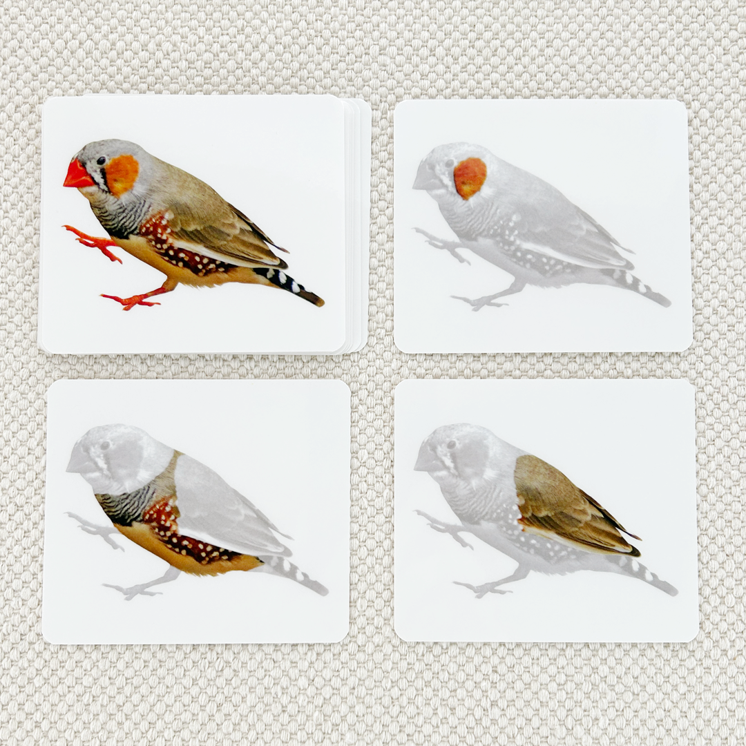 Vertebrates Parts of Vocabulary Card Set - Maitri Learning