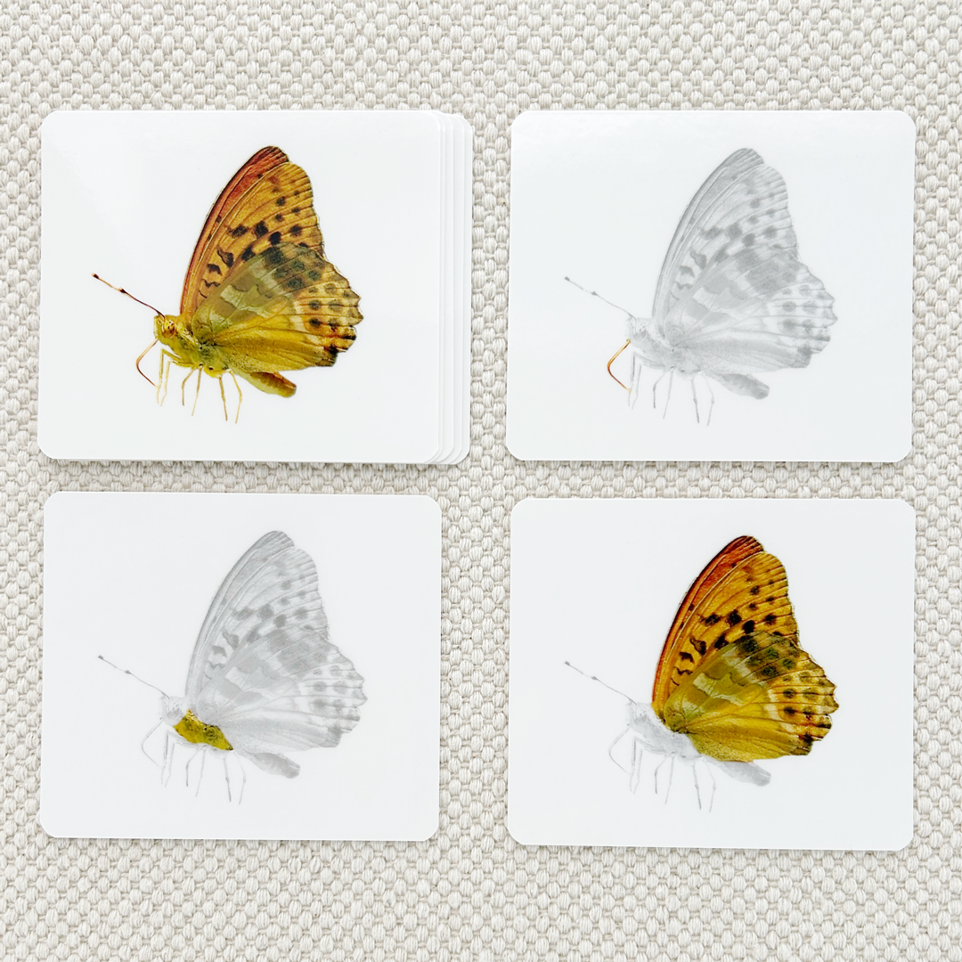 Invertebrates Parts of Vocabulary Card Set - Maitri Learning