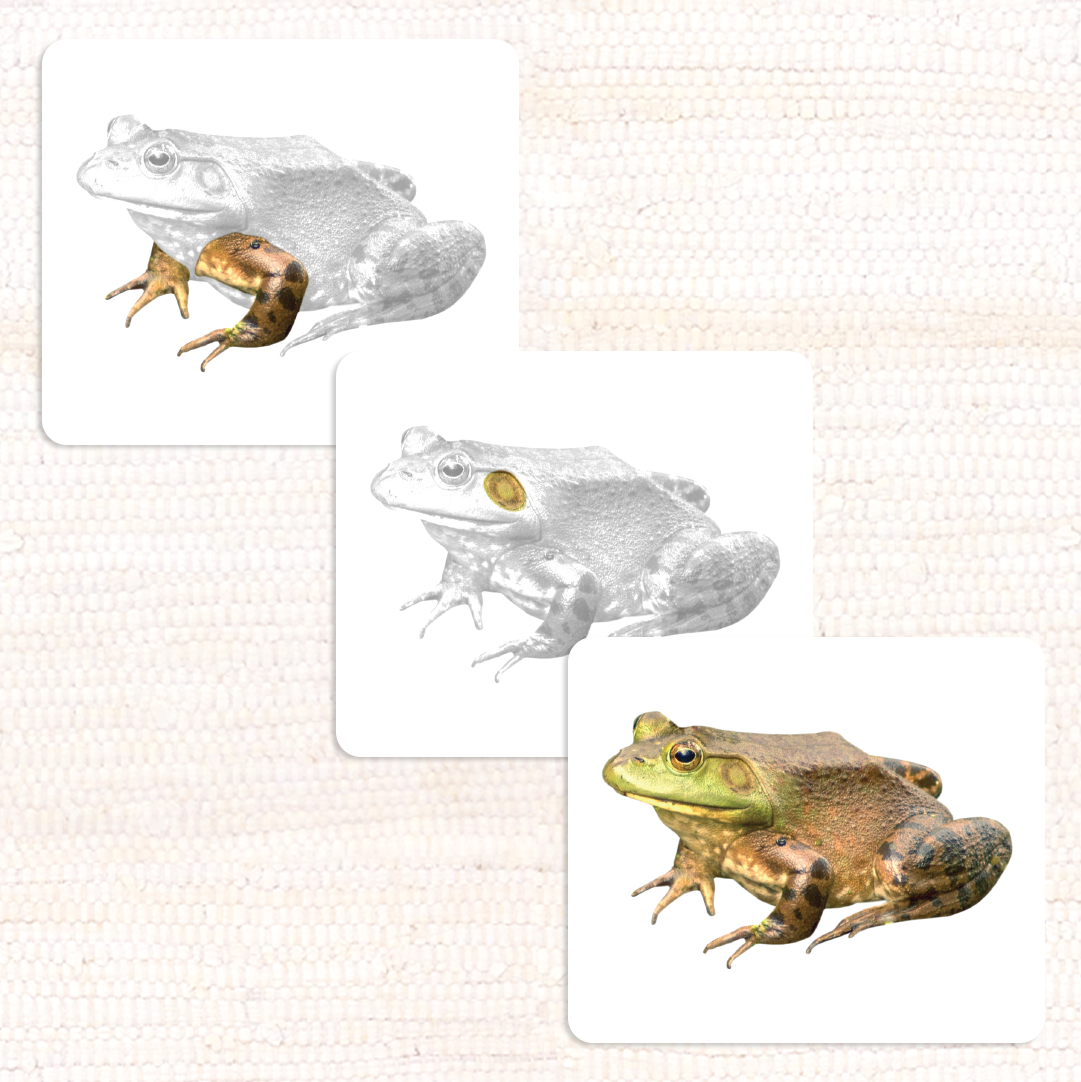 Parts of the Frog Vocabulary