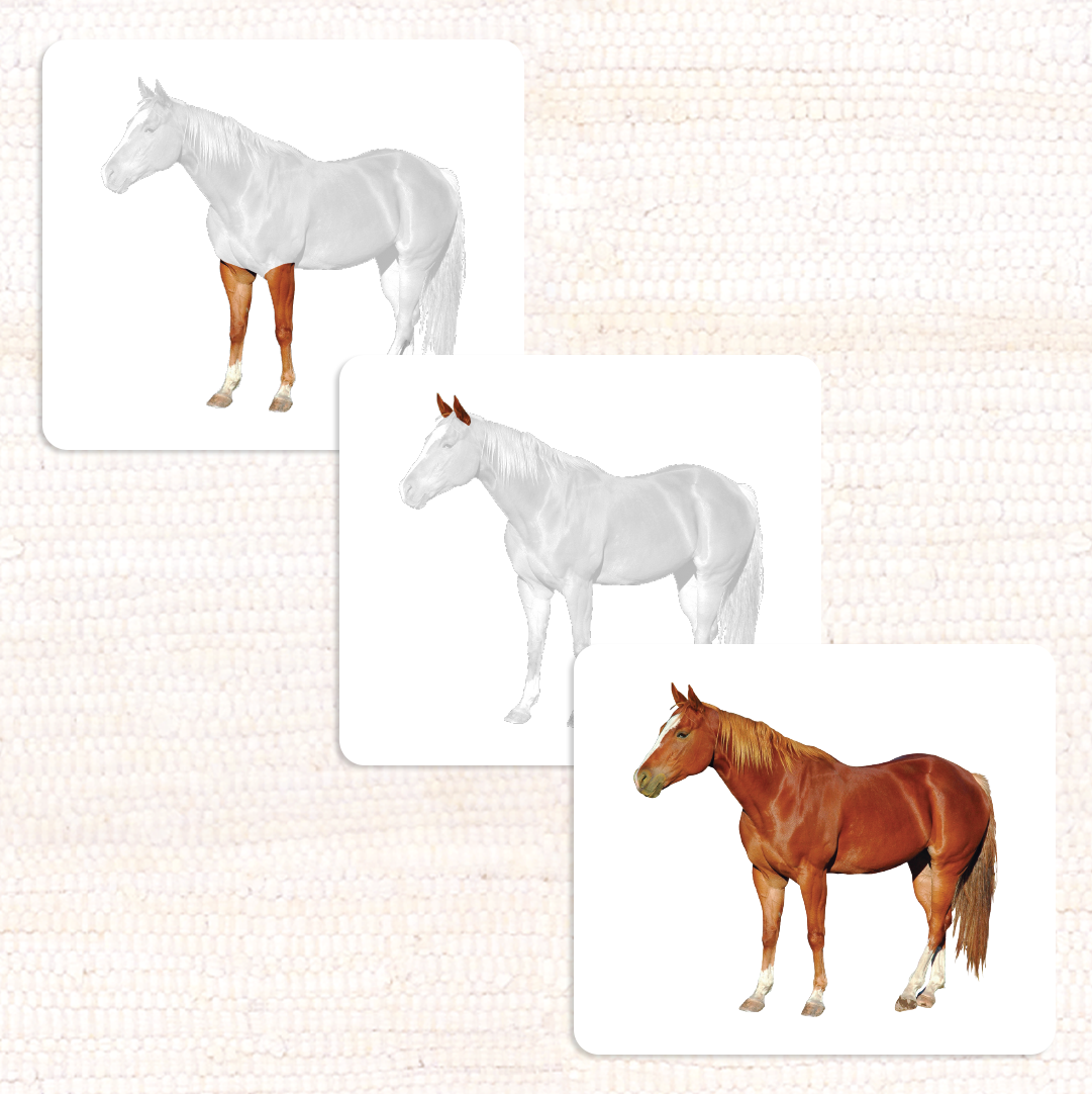Parts of the Horse Vocabulary