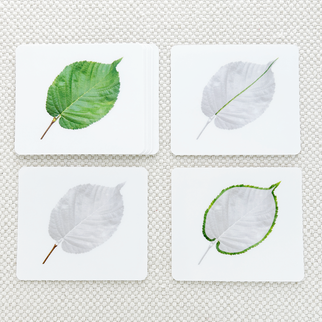 Botany Parts of Vocabulary Card Set - Maitri Learning