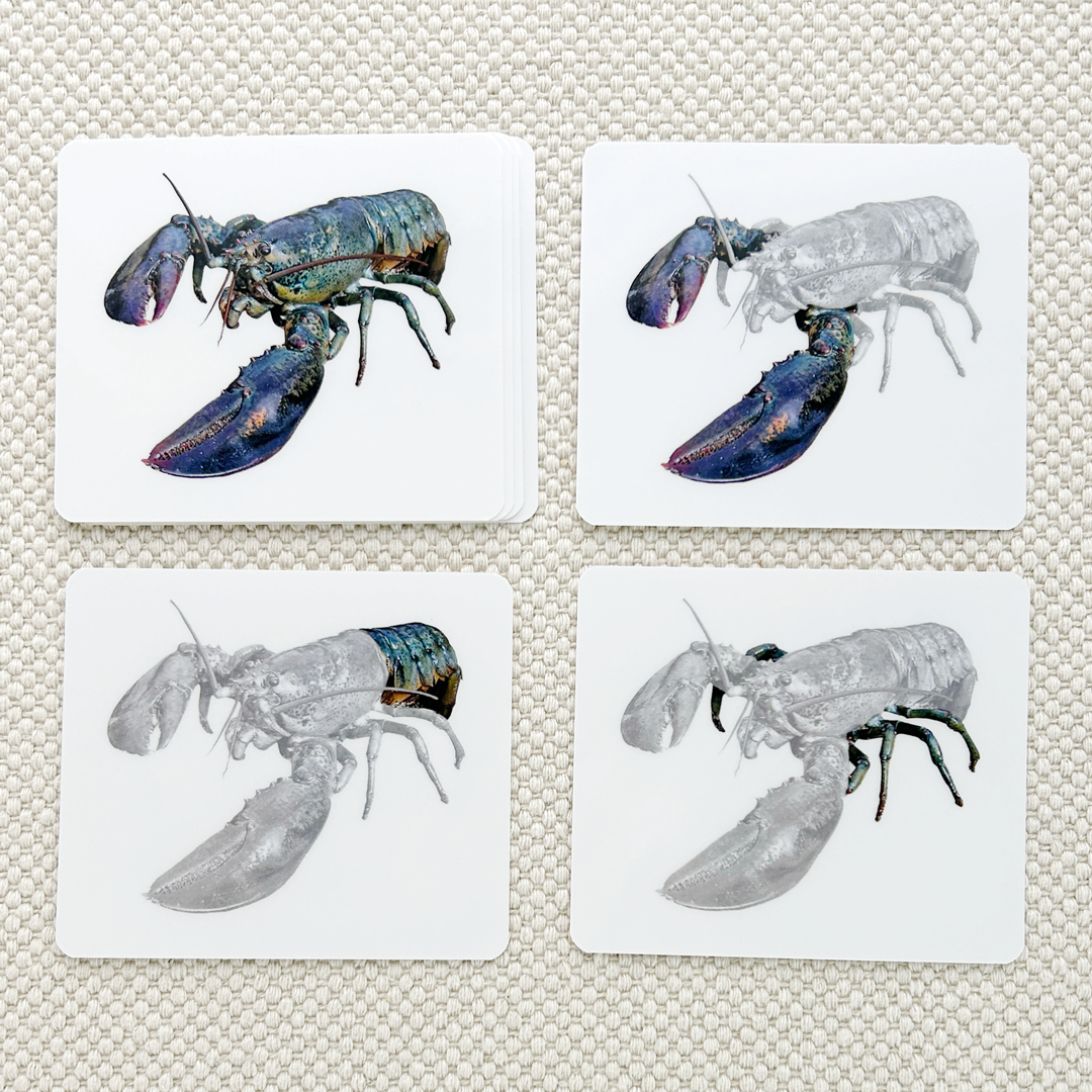 Invertebrates Parts of Vocabulary Card Set - Maitri Learning