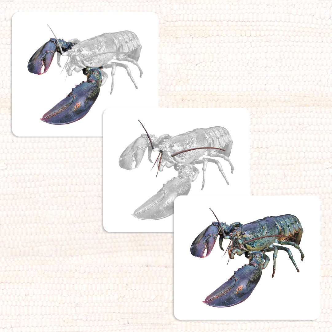 Invertebrates Parts of Vocabulary Card Set