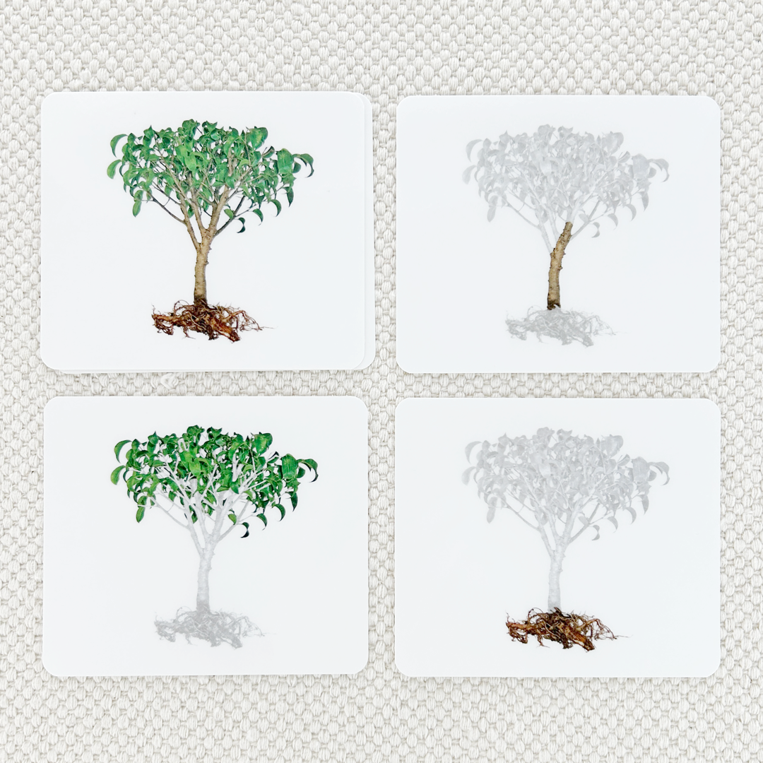 Botany Parts of Vocabulary Card Set - Maitri Learning