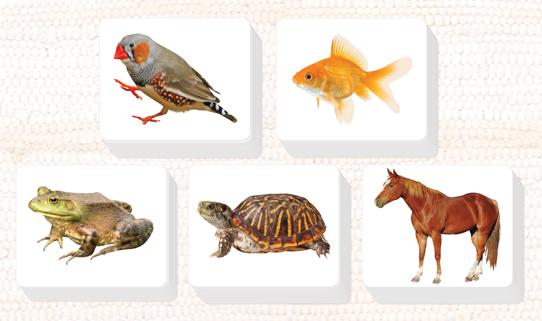 Vertebrates Parts of Vocabulary Card Set