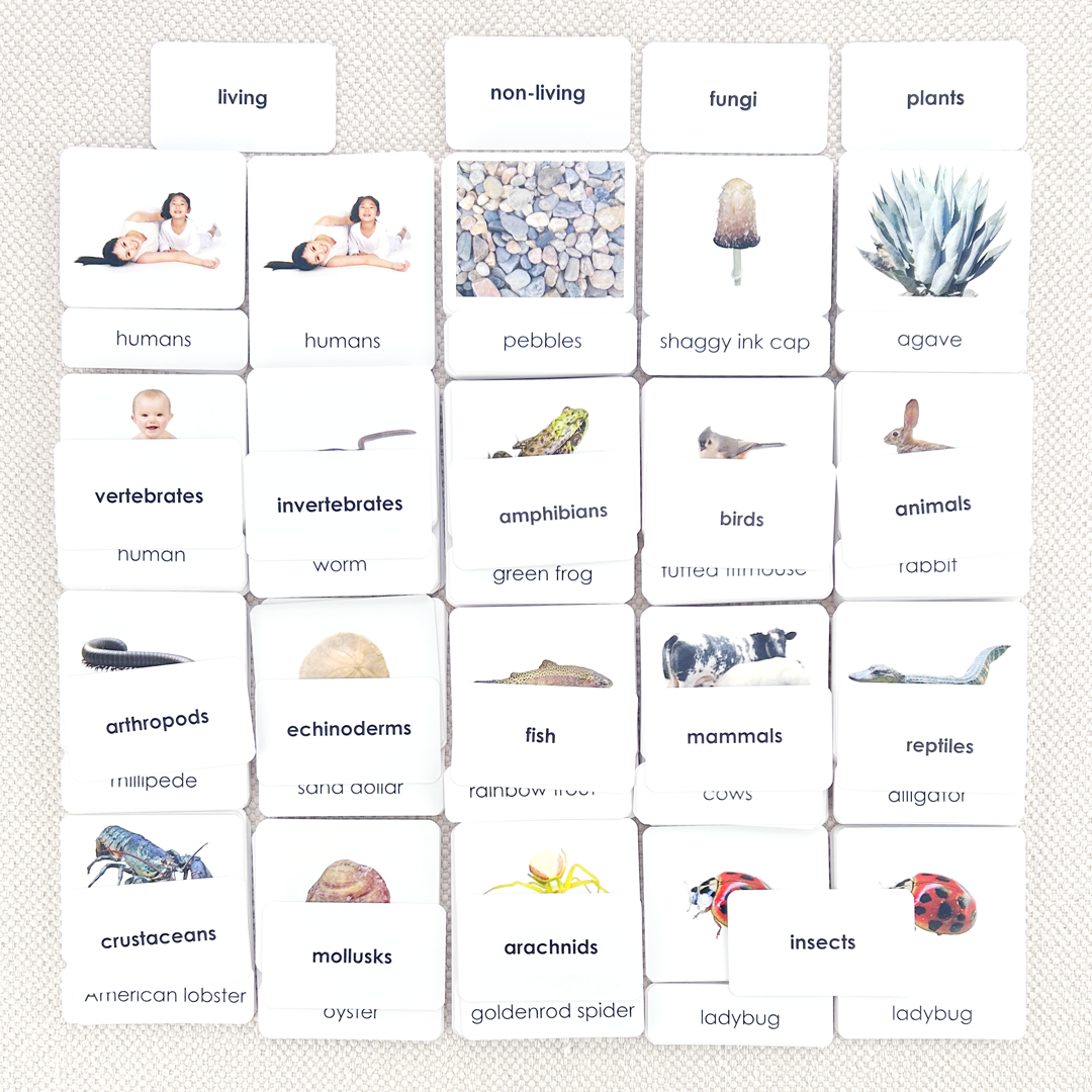 Zoology 3-Part Card Bundle