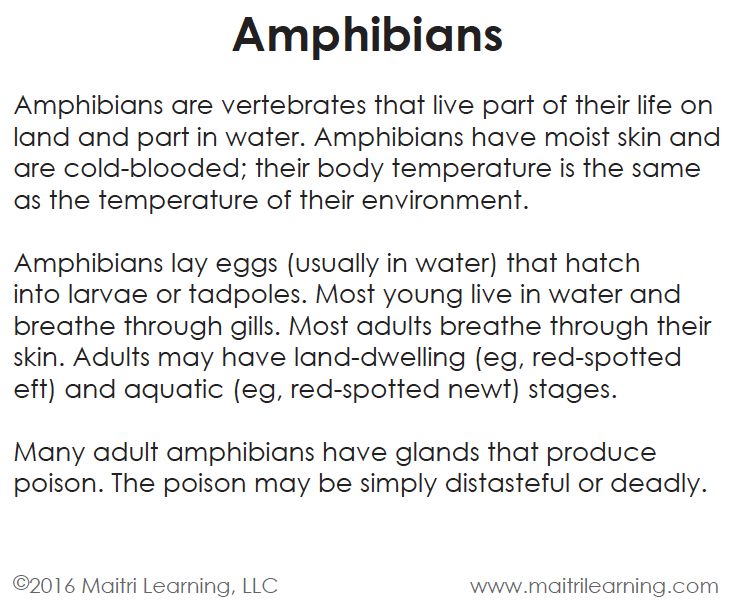 Amphibians Vocabulary