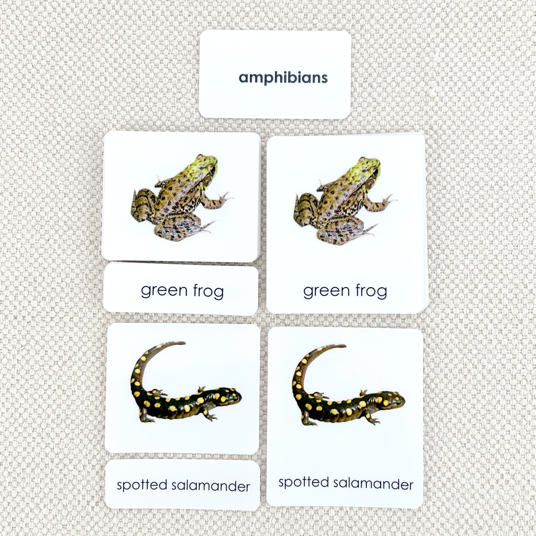 Amphibians 3-Part Reading