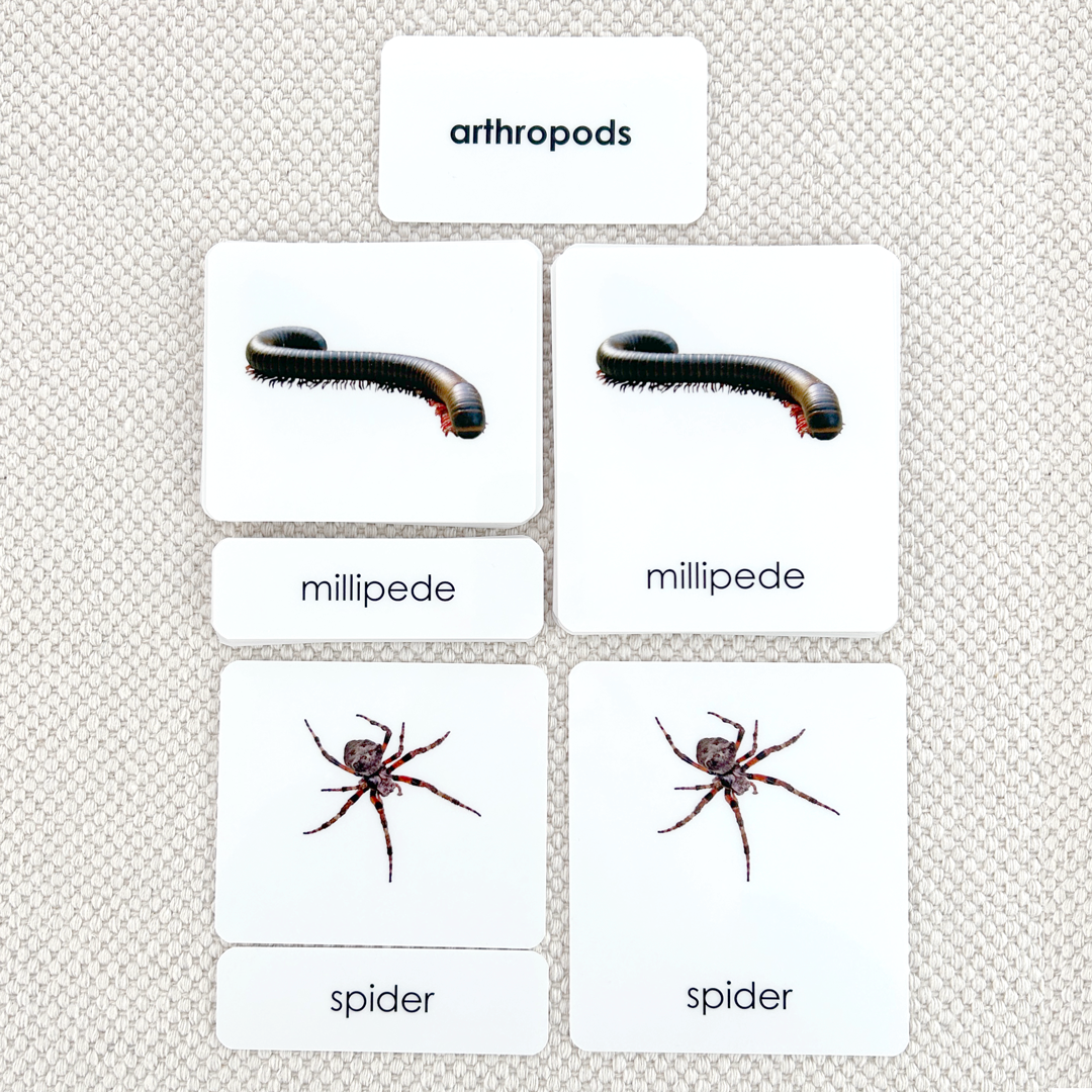 Arthropods 3-Part Reading