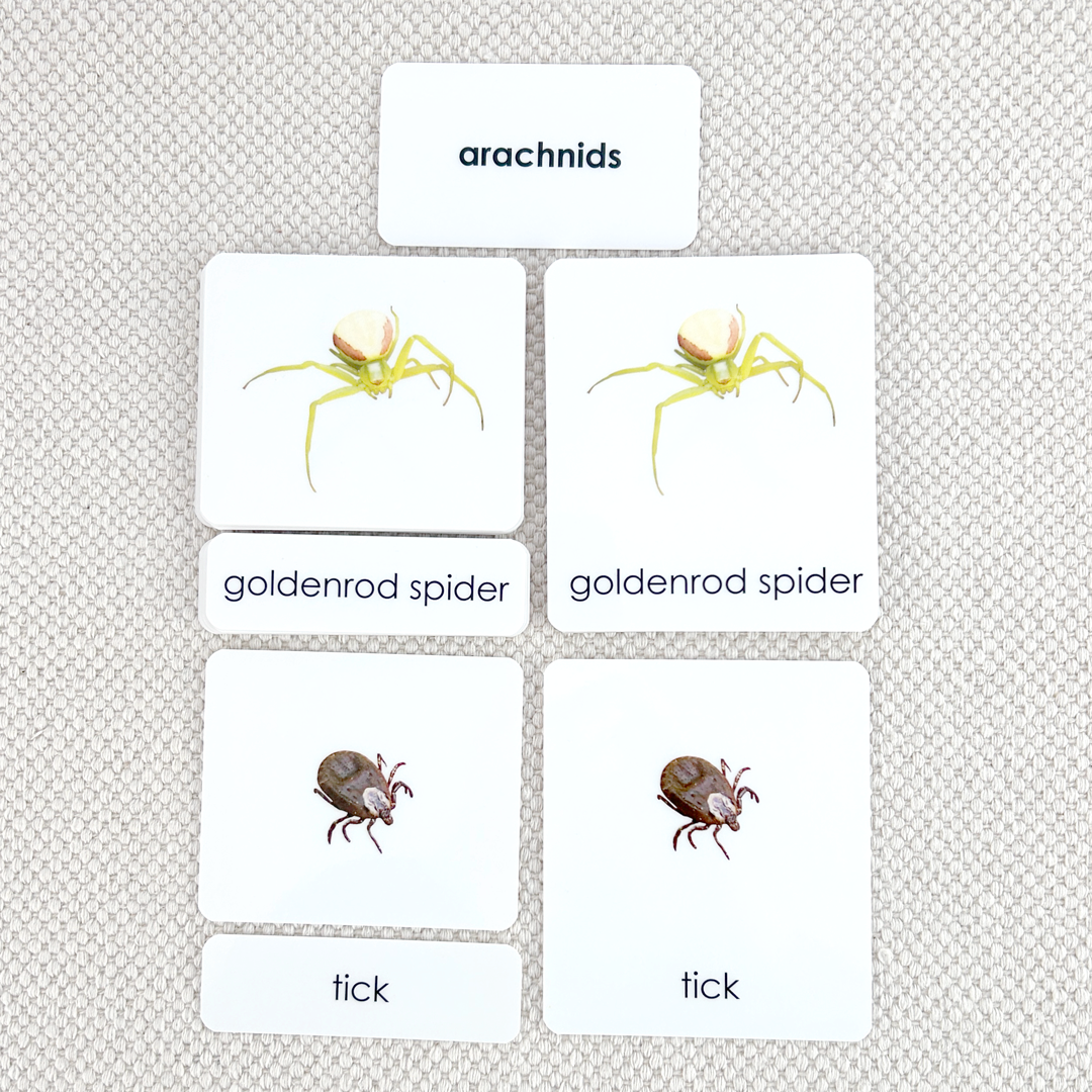 Arachnids 3-Part Reading