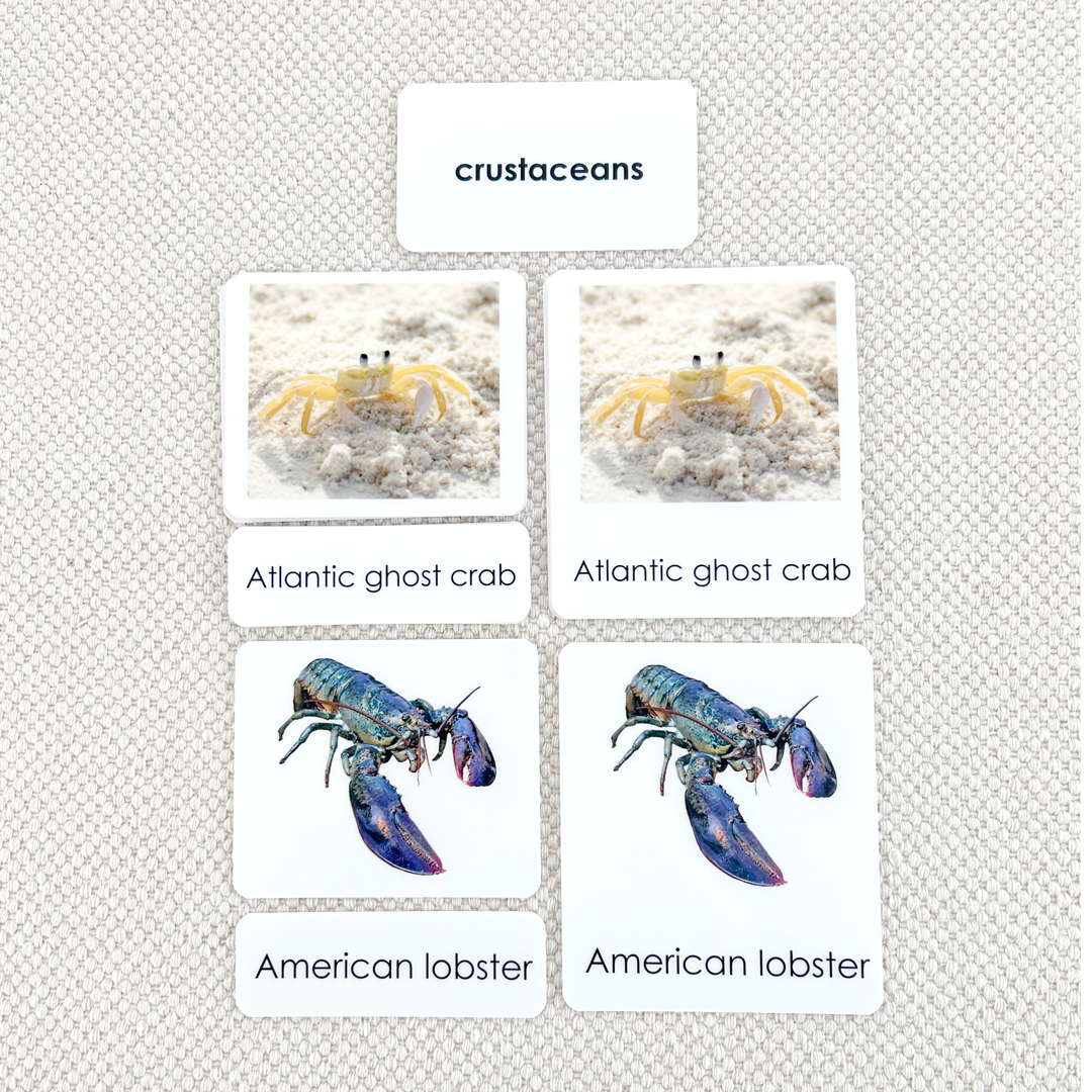 Crustaceans 3-Part Reading