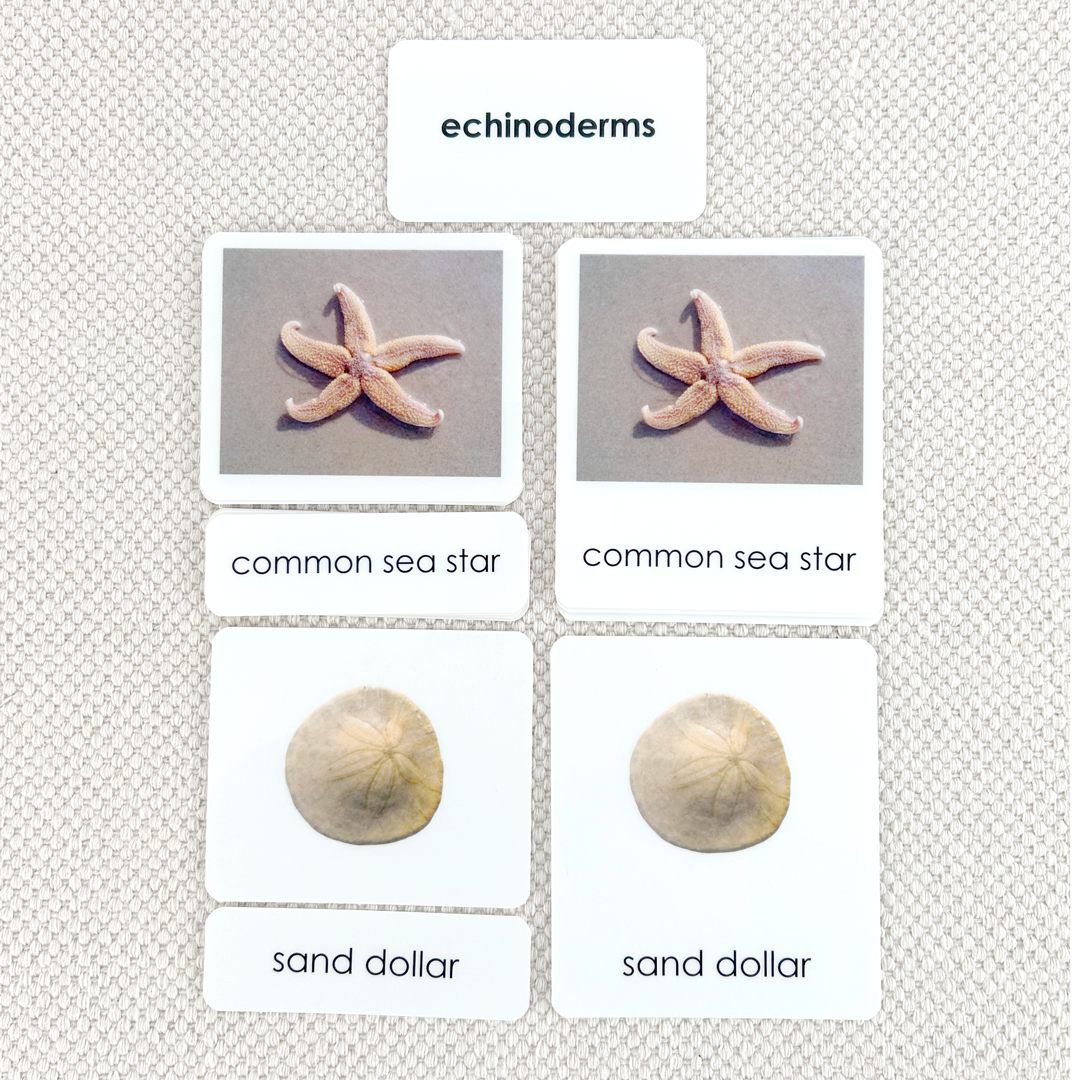 Echinoderms 3-Part Reading