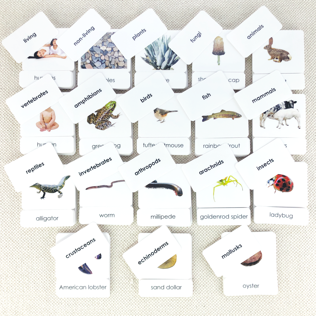 Zoology 3-Part Card Bundle