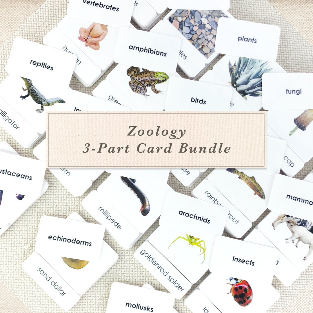 Zoology 3-Part Card Bundle