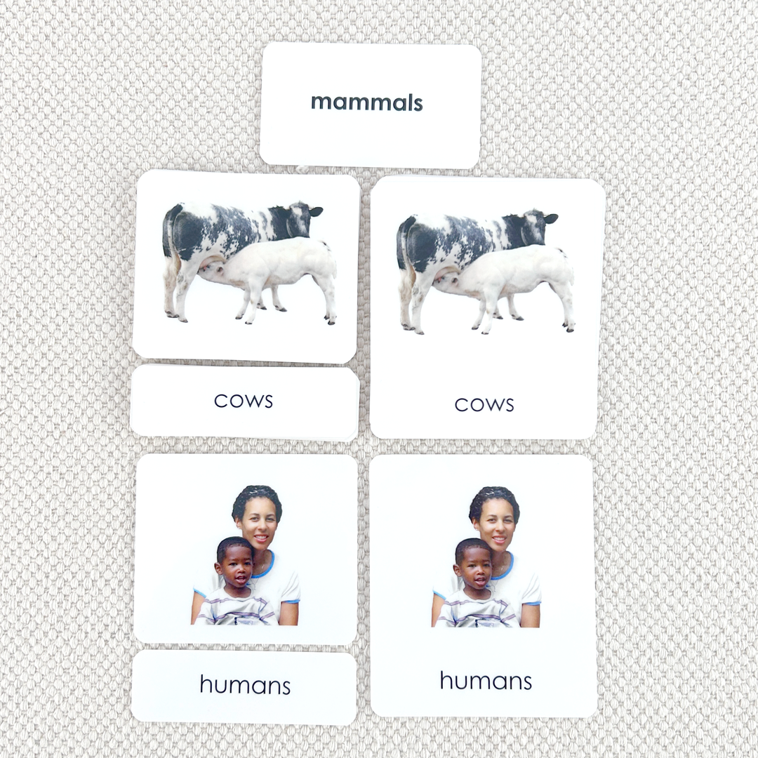 Mammals 3-Part Reading