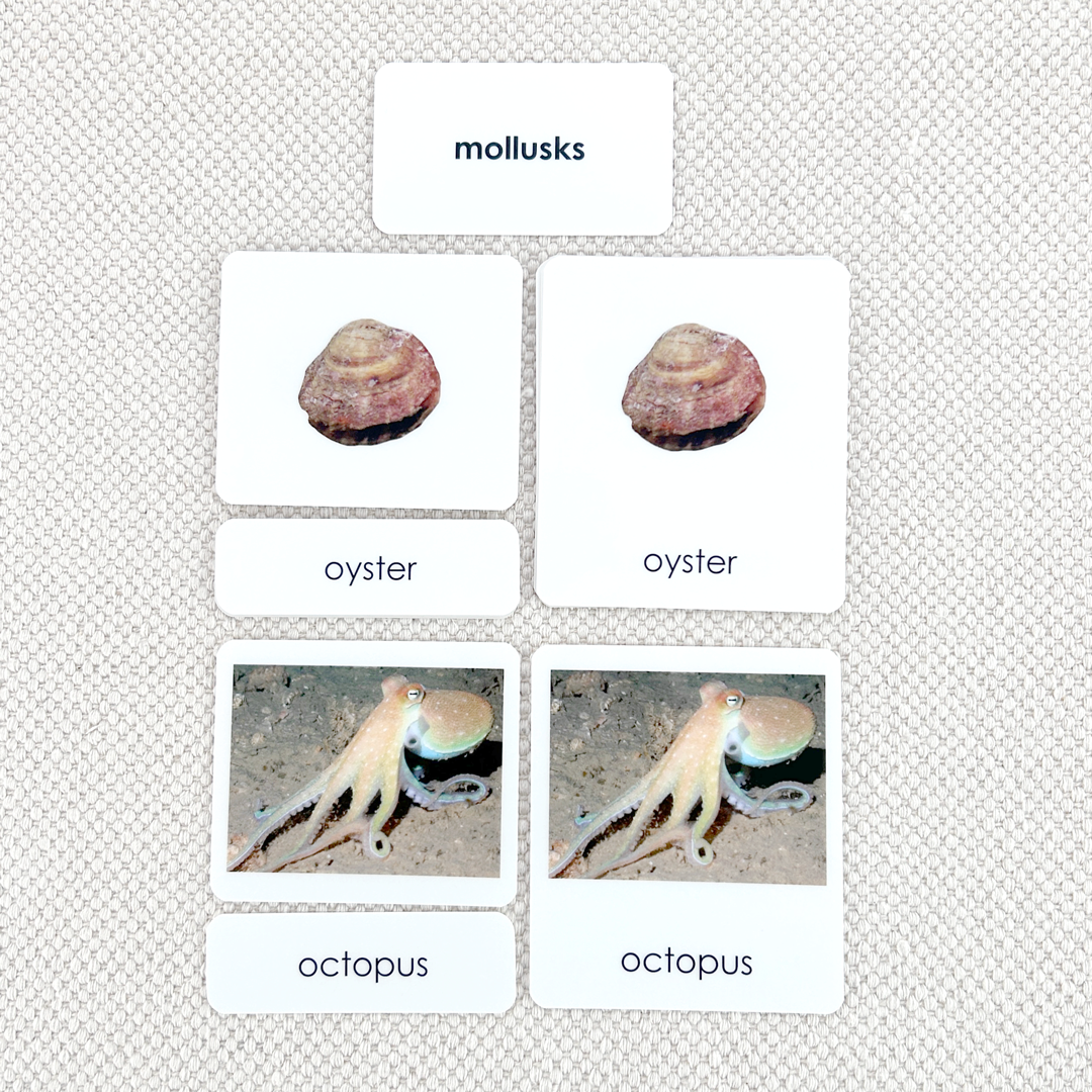 Mollusks 3-Part Reading