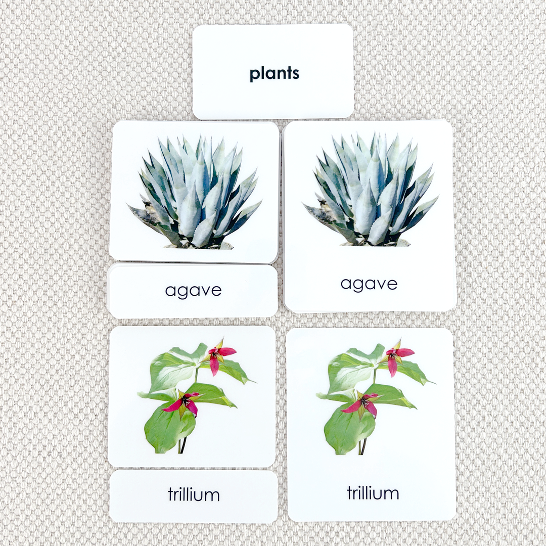 Plant Kingdom 3-Part Reading